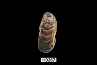 藏品(巨牡蠣)的圖片